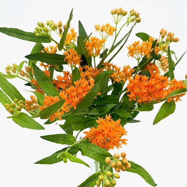  אסקלפיאס טוברוזה