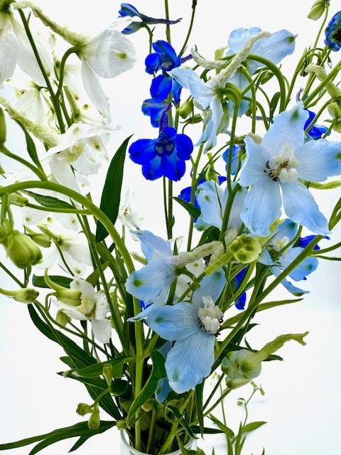  דולפיניום בלדונה גבוה