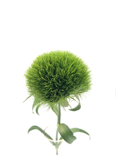  ציפורן ירוק