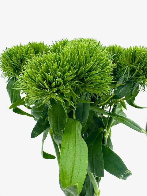  ציפורן ירוק