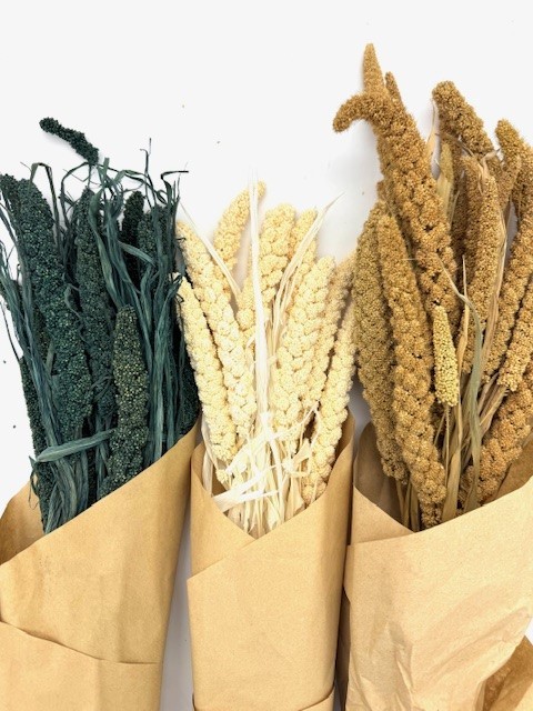  סיטאריה יבש