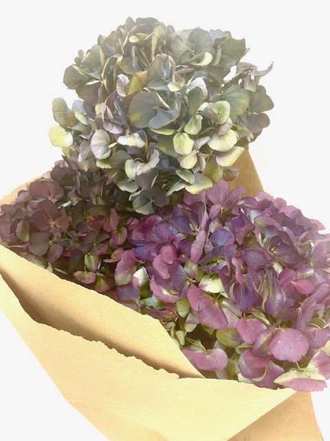  הורטנציה יבשה